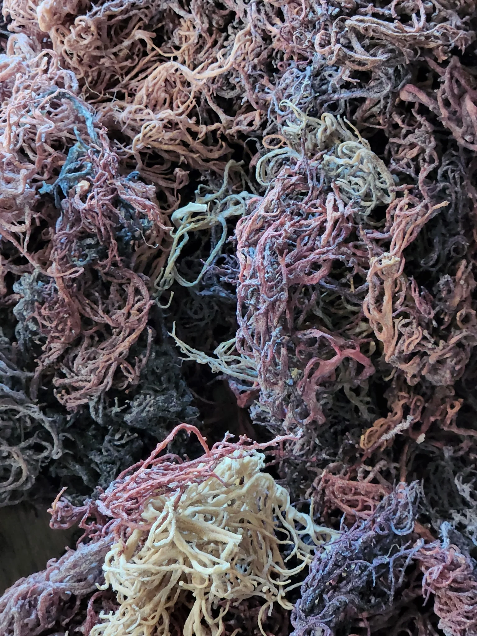 Raw sea moss from Tanzania's Indian Ocean coastline